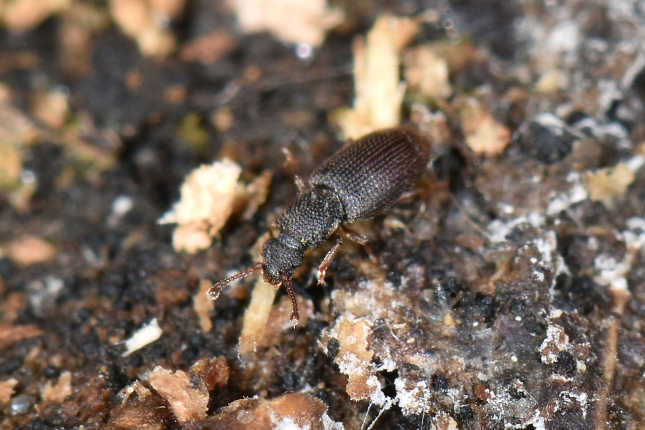 Monotomidae: Monotoma brevicollis